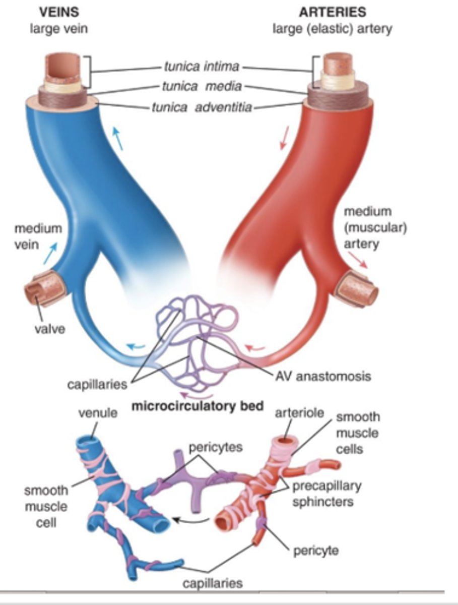 <p>What cells are found at intervals around the basal lamina of capillaries?</p>
