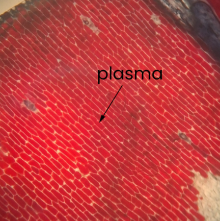 <p>p</p>