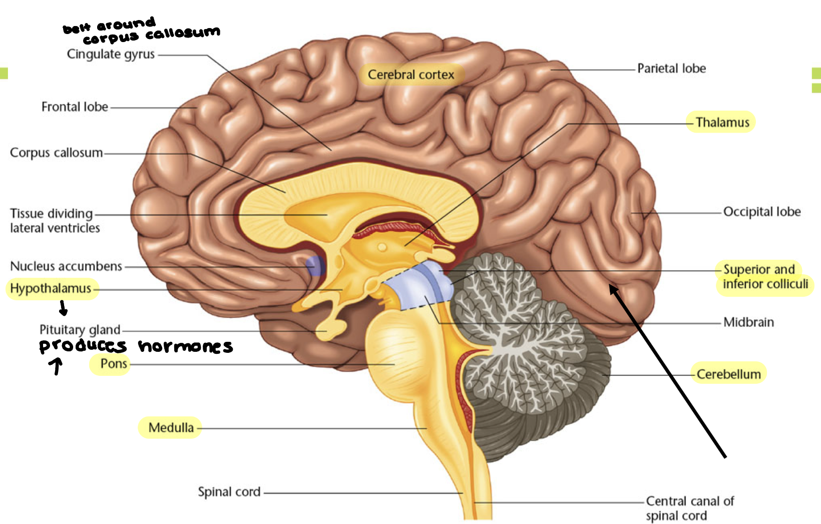 <ul><li><p><strong>Limbic System</strong> - mostly subcortical; involved in the expression of emotions</p><ul><li><p>Amygdala - expression of fear</p></li><li><p>Hippocampus - learning/memory</p></li><li><p>Hypothalamus - coveys messages to pituitary gland for hormones, in charge of behaviors that keep you alive that you must act on (hunger, thirst, reproduction)</p></li><li><p>Pituitary Gland - hormone producing gland at the base of the hypothalamus</p></li></ul></li></ul><p></p>