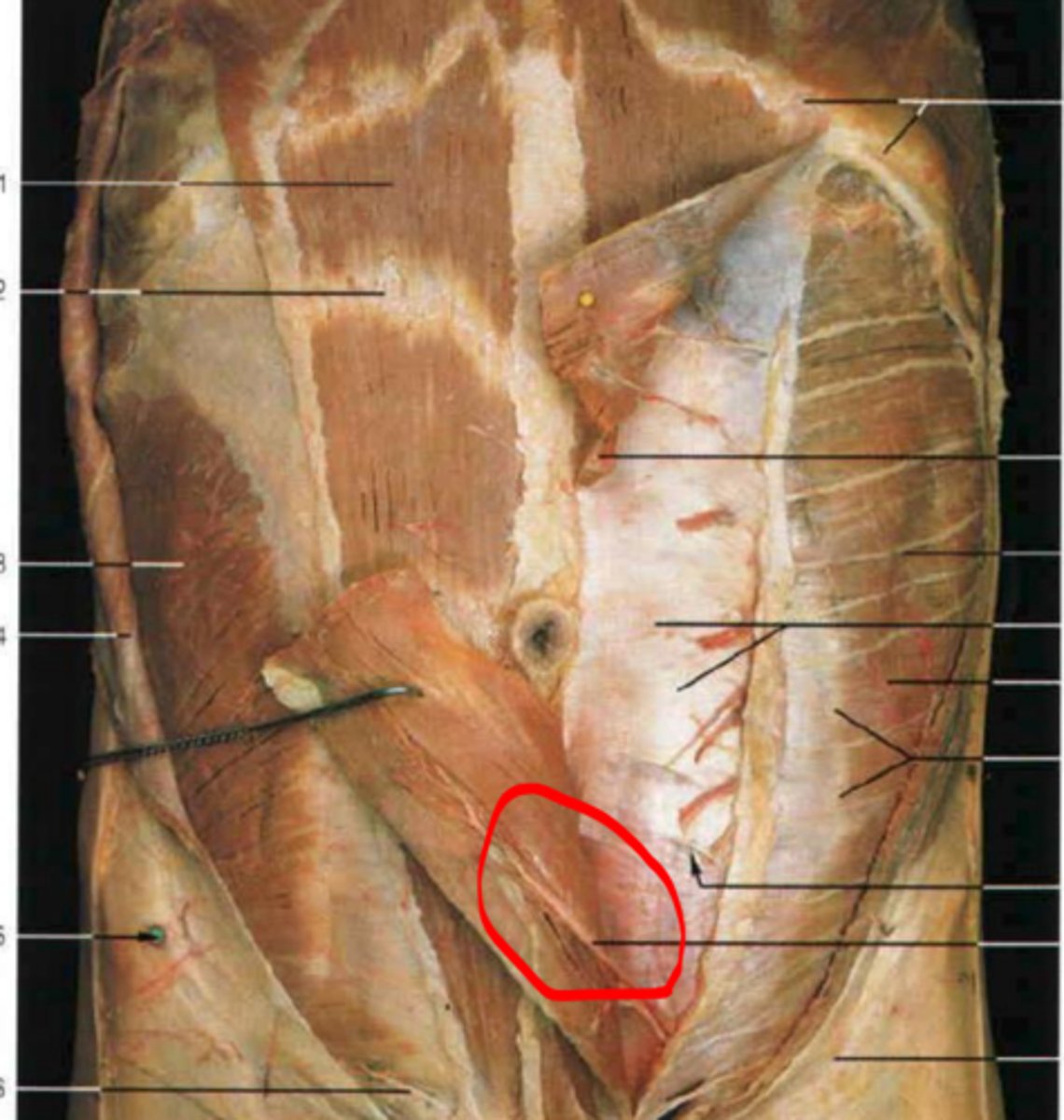 knowt flashcard image
