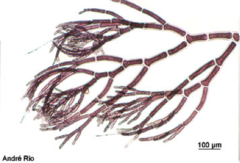 <p>Domain: Eukarya</p><p>Phylum: Rhodophyta (Red algae)</p><p>Kingdom: Protista</p><p>Genus: /Callithamnion/</p><p>Form: Filamentous</p><p>Life Cycle: Sporic (Heteromorphic)</p><p>Structures: </p><p> - Branching structures</p>