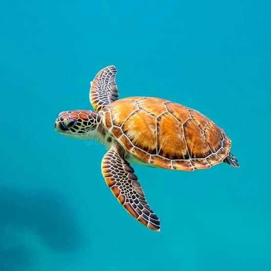 <p>what is the family level name for sea turtles?</p>