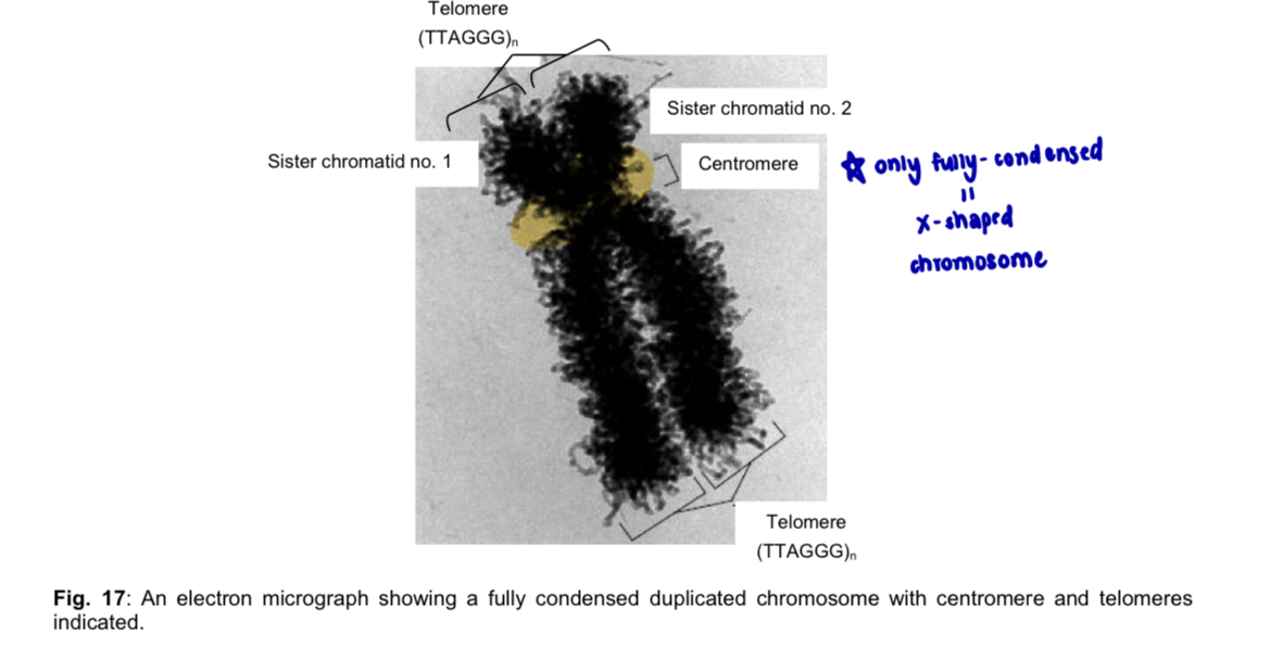 <p>Comparisons btw centromere and telomere </p><ol><li><p><mark data-color="yellow" style="background-color: yellow; color: inherit;">Region found on chromosome </mark></p></li></ol><ul><li><p>Centromere: centromere is the region where <strong>two sister chromatids </strong>are <strong>joined</strong> in a <strong>replicated</strong> <strong>chromosome</strong> during cell division </p></li><li><p>Telomere: telomere is located at the two <strong>physical ends</strong> or tips of a linear eukaryotic chromosome </p></li></ul><p></p><ol start="2"><li><p><mark data-color="blue" style="background-color: blue; color: inherit;">Form of DNA packaging </mark></p></li></ol><ul><li><p>Centromere &amp; telomere: <strong>heterochromatin</strong> (unexpressed DNA) </p></li></ul><p></p><ol start="3"><li><p><mark data-color="red" style="background-color: red; color: inherit;">Nature of DNA sequence </mark></p></li></ol><ul><li><p>Centromere &amp; telomere: consists of <strong>tandem repetitive, non-coding satellite DNA </strong></p></li></ul><p></p><ol start="4"><li><p><mark data-color="purple" style="background-color: purple; color: inherit;">Category of satellite DNA </mark></p></li></ol><ul><li><p>Centromere: <strong>regular satellite </strong></p></li><li><p>telomere: <strong>minisatellite</strong> </p></li></ul><p>note: prokaryote genomes are circular in nature </p><p>—> they will not contain telomeres at the ends of their chromosomes nor centromeres within their chromosome </p><p></p>