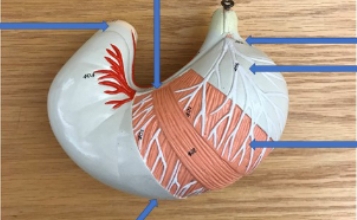<p>name the parts</p>