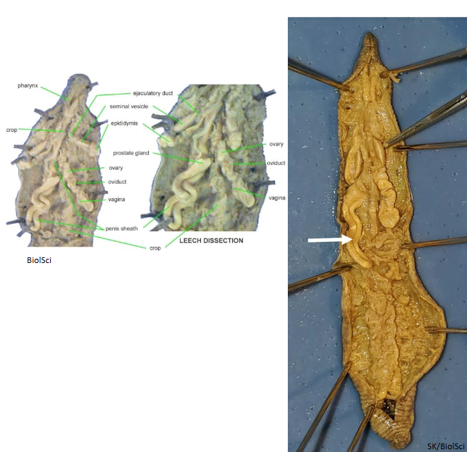 <p>Internal Anatomy of hirudinid leeches </p>