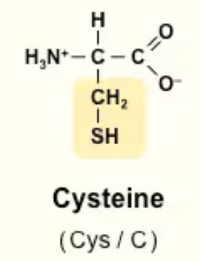 <p>Cys/C<br>*CH2—SH<br>Nonpolar at pH<8<br>Can make disulfide bonds with itself</p>