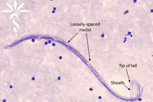 term image