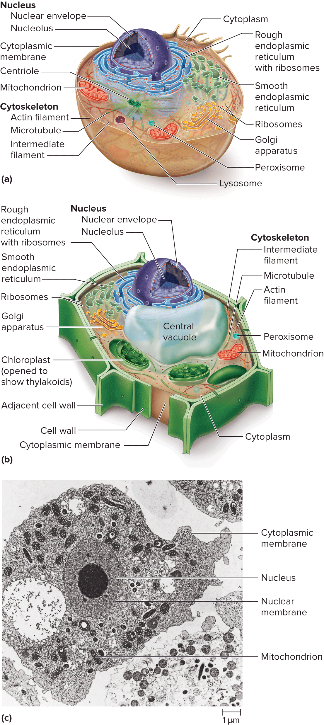 <p>Who coined the term 'cell' after observing thin slices of cork?</p>