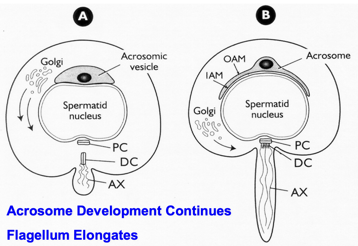<ul><li><p>Acrostic vesicles spreads/flattens around top/nucleus, still contains digestive enzymes</p></li><li><p>Golgi goes closer to where tail is</p></li><li><p>Centrioles separate, one becomes head and other half becomes tail itself</p></li><li><p>Acronyms</p><ul><li><p>AX — adenoma (tail)</p></li><li><p>OAM — outer acrosomal membrane</p></li><li><p>IAM — inner acrosomal membrane</p></li></ul></li></ul><p></p>