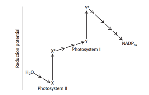 <p><span style="font-family: Aptos, sans-serif; line-height: 115%;">Explain the defect or defects in the hypothetical scheme for the light reactions of photosynthesis depicted here.</span></p>