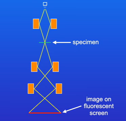 <p>Starts with electron gun producing beam of electrons, they pass down microscope which contain a vacuum inside, so electrons pass throug hwithout bouncing of molecules in air.</p><p>Specimen is placed in microscope, image is produced on fluorescent screen.</p>