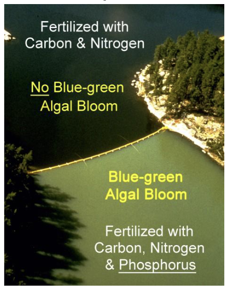 <p><span style="color: rgb(248, 248, 248);">Disrupting biogeochemical cycles - Phosphorous</span></p><ul><li><p><span style="color: rgb(248, 248, 248);">Whole-lake experiments that identified phosphorus as the culprit behind toxic BLUE-GREEN ALGAL BLOOM formations (eutrophication) in lakes</span></p></li></ul><p></p>