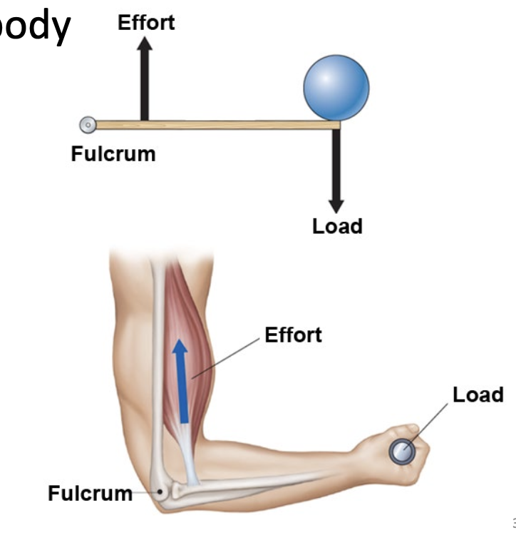 <ul><li><p>Most joints work at a mechanical disadvantage</p></li><li><p>The insertion of the muscle is very close to the fulcrum compared to the weight of the load</p></li></ul><p></p>