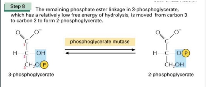 <p>Dit is de fosfoglyceraat mutase reactie. Hierbij zullen de overblijvende fosfatesterbinding in 3-fosfoglyceraat wordt verplaats van koolstof 3 naar koolstof 2 om 2-fosfoglyceraat te vormen. </p><p>3-fosfoglyceraat → 2 fosfoglyceraat </p>