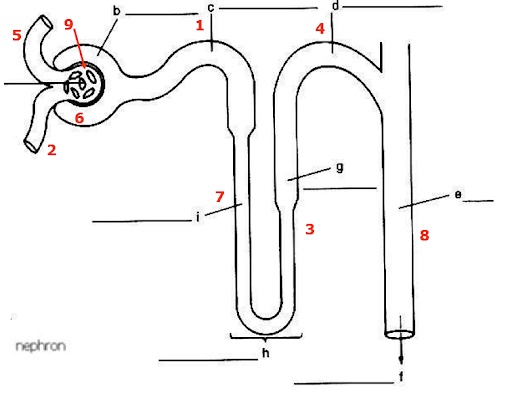 <p>Identify number 5</p>
