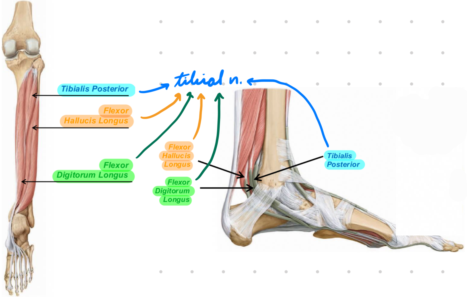 <p>Innervation: Tibial n.</p><p>Action: 2nd-4th toes flexion</p>