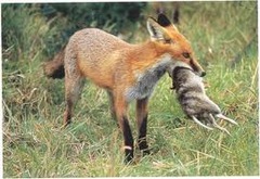 <p>An interaction in which one organism captures and feeds on another organism</p>