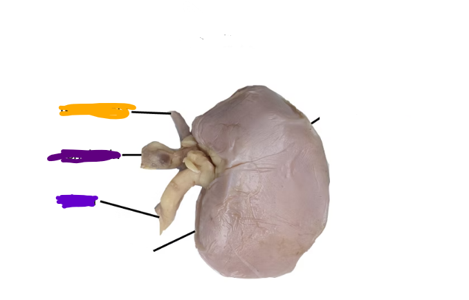 <p>what is purple</p>