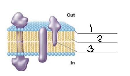 <p>2 in archaeal membranes</p>