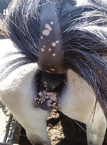 <p>Name the disease associated with these clinical signs and the Trypanosome that causes it</p>