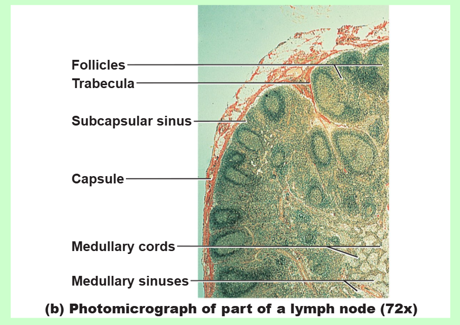 <p>summarize the lymph node structure</p>