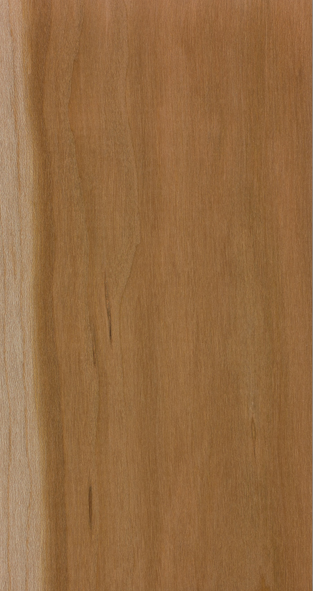 <p>Diffuse porous </p><p>Heartwood with very distinctive color </p><p>rays distinct and uniform, noticeably lighter color (off-white?)</p><p>heartwood with reddish hue, fine grain texture</p><p>earlywood pores slightly larger than latewood</p><p>more lustrous </p>