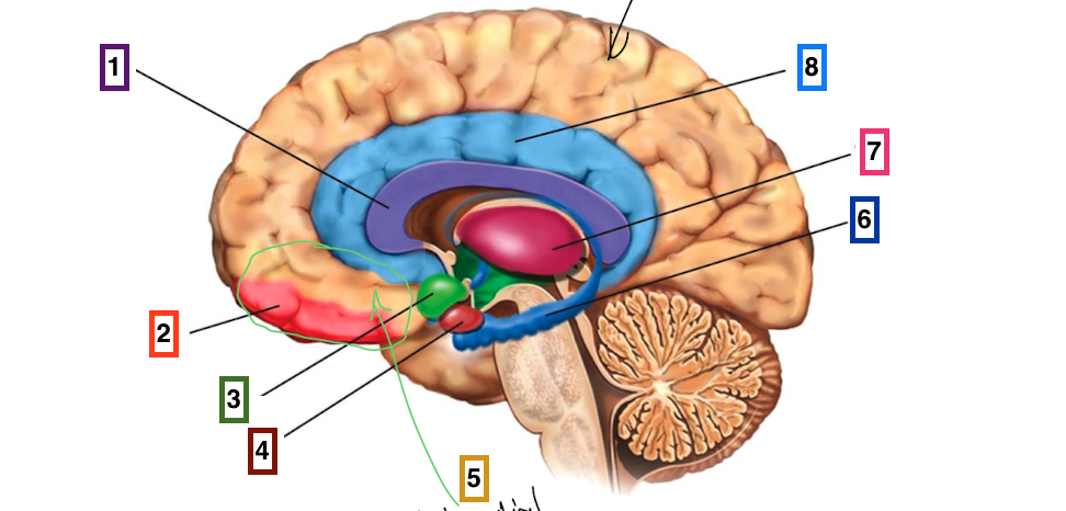 <p>8</p>