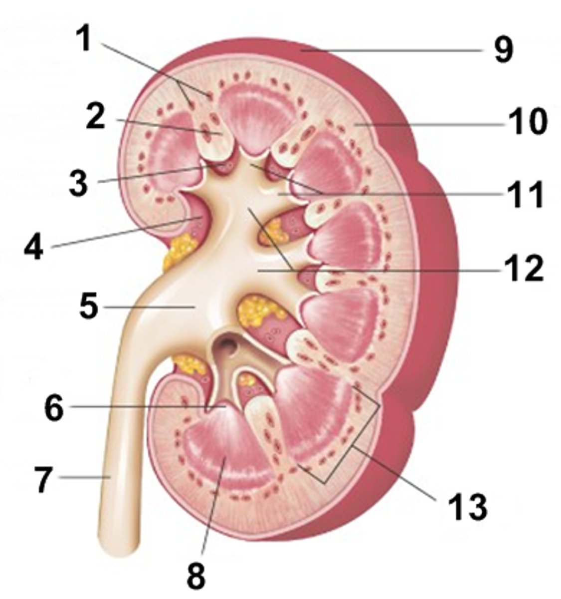 <p>renal pelvis</p>