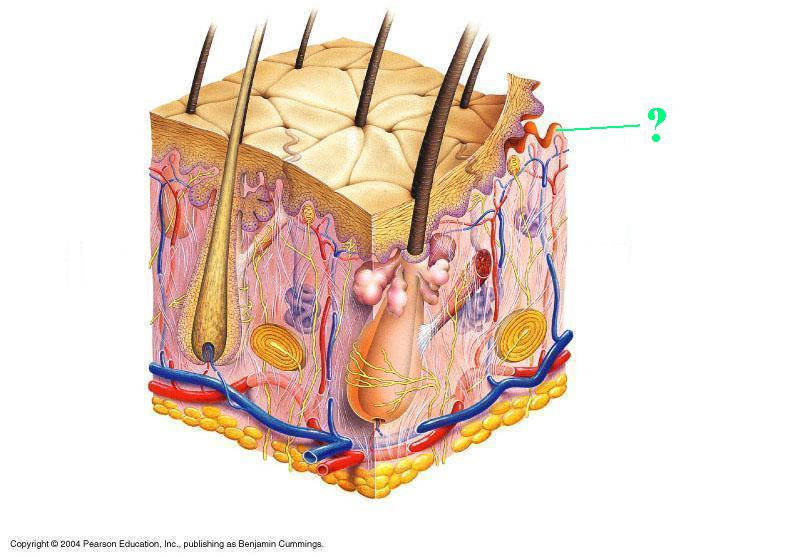 <p>Identify the indicated structure of the integument</p>