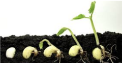 <p>The process of growing and changing in size, shape, or structure over an organism's lifetime.</p>