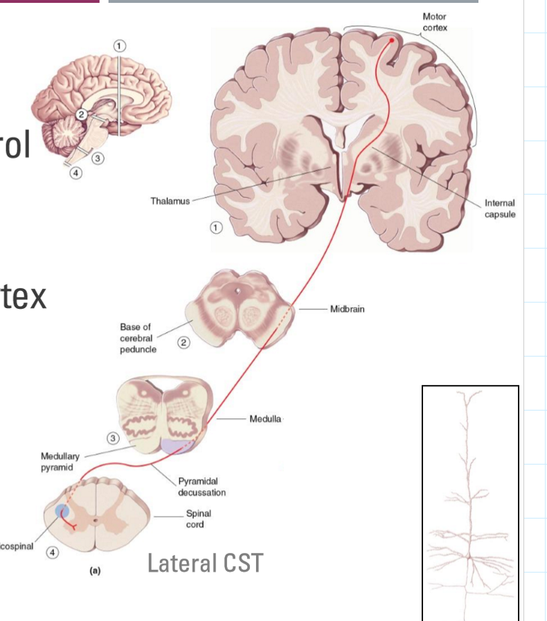 <p>Primary pathway for voluntary motor control </p><ul><li><p>Neck to feet </p></li><li><p>One of the largest and longest pathways </p></li></ul><p>Pyramidal cells arising from the motor cortex </p><ul><li><p>M1, but also premotor and other areas </p></li></ul><p>Can be further divided into:</p><ul><li><p>Lateral (limbs) vs. anterior (trunk, neck, shoulders) </p></li></ul><p></p>