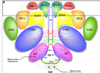 <p><span style="background-color: transparent;">Key nuclei and specific behavioural functions&nbsp;:</span></p><p><span style="background-color: transparent;">Label these nuclei of the thalamus. </span></p>