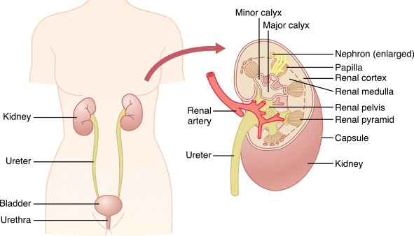 <p>Nephron → Collecting tubule → Pelvis → Ureter → Bladder.</p>