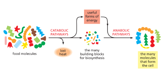 <p>BREAK down molecules = RELEASE ENERGY</p><ul><li><p>increases disorder/spontaneous (-G)</p></li><li><p>energy can be released as heat too</p></li></ul><p><strong>OXIDATION</strong>!</p>