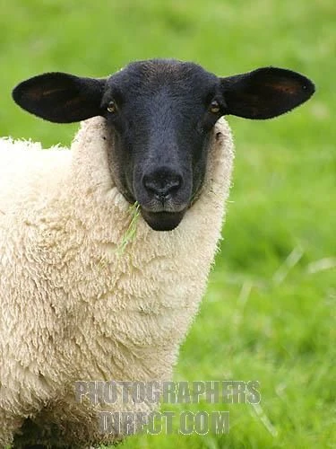 <p>sheep breed</p>