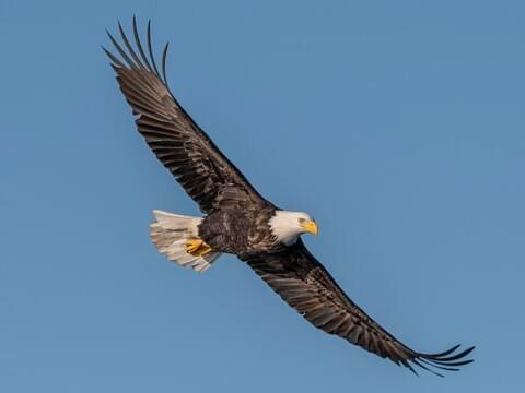 <p>Bald Eagle</p>