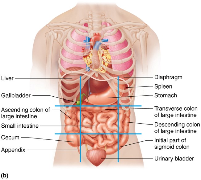 knowt flashcard image