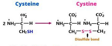 <p>strong bonds can form between pairs of cysteine</p>