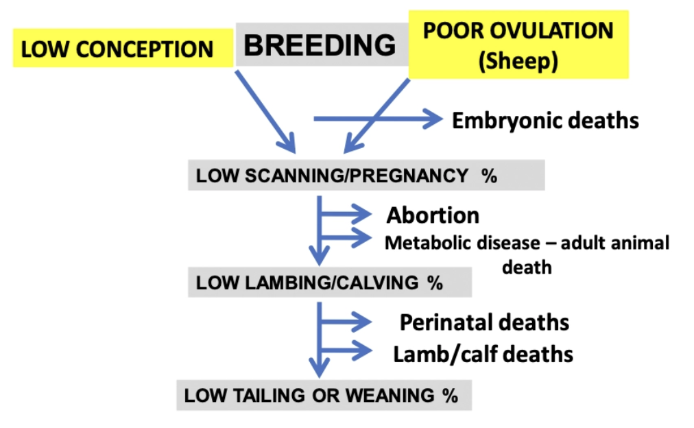 <ol><li><p>Low conception = Ram factors</p></li><li><p>Poor ovulation = Ewe factors</p></li><li><p>Embryonic death</p></li></ol><p><mark data-color="yellow" style="background-color: yellow; color: inherit;">→ Low scanning/pregnancy%</mark></p><ol start="4"><li><p>Abortion</p></li><li><p>Metabolic disease → Adult mortality</p></li></ol><p><mark data-color="yellow" style="background-color: yellow; color: inherit;">→ Low lambing/calving%</mark></p><ol start="6"><li><p>Perinatal death</p></li><li><p>Lamb/calf death</p></li></ol><p><mark data-color="yellow" style="background-color: yellow; color: inherit;">→ Low tailing or weaning%</mark></p><p></p><p><mark data-color="yellow" style="background-color: yellow; color: inherit;">Scanning important to determine when lamb loss occurred</mark></p>