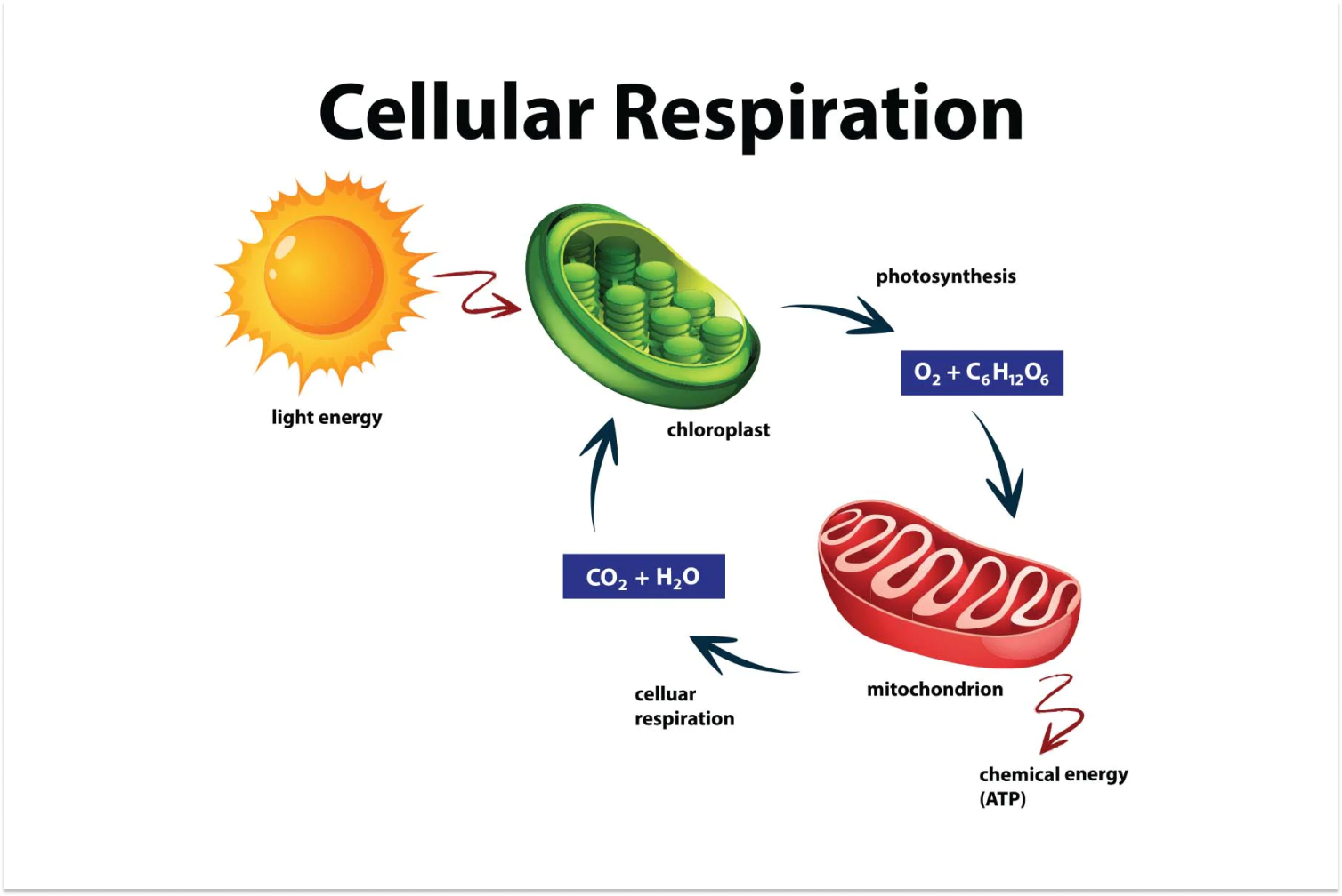 <p>Respiration </p>