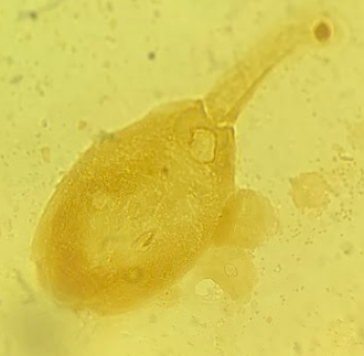 term image