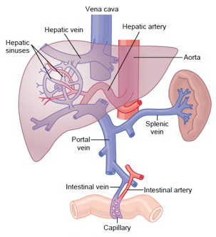 <p>Composed of<span style="color: purple;"> gastric, small intestinal, colonic, pancreatic, hepatic, and spleni</span>c circulations</p><p style="text-align: justify;"></p><p style="text-align: justify;">Arranged in parallel with one another.</p><p style="text-align: justify;"></p><p style="text-align: justify;">The three major arteries that supply the splanchnic organs:</p><p style="text-align: justify;">-<strong>celiac trunk</strong></p><p style="text-align: justify;"><strong>-superior mesentric artery</strong></p><p style="text-align: justify;"><strong>-inferior mesenteric artery</strong>, give rise to smaller arteries that anastomose extensively.</p><p style="text-align: justify;"></p><p style="text-align: justify;">P<span style="color: purple;">ortal syste</span>m - responsible for <span style="color: purple;">directing blood from parts of the GIT to the liver</span>. Substances absorbed in the small intestine travel first to the liver for processing before continuing to the heart</p>
