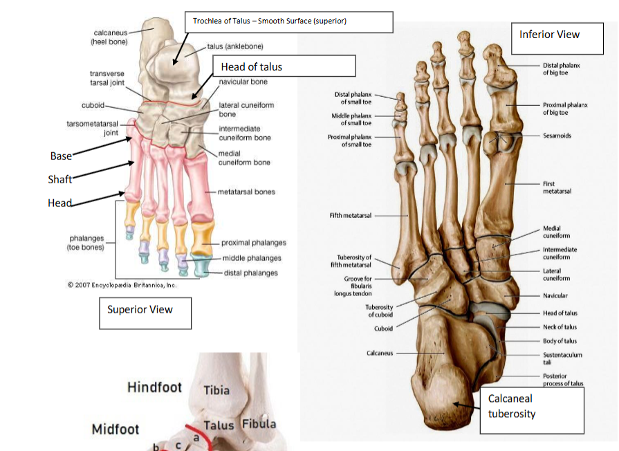 <p>#1 phalange only has a proximal and distal part</p>