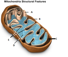 <p>inner membrane infoldinfgs of mitochondria that increase surface area (Electron Transport Chain and ATP synthase are located here)</p>
