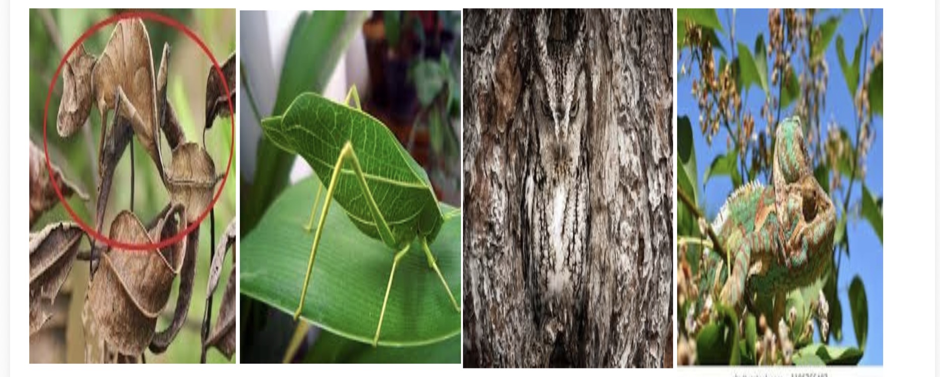 <p>identify defensive adaptation </p><p>identify each organism</p>