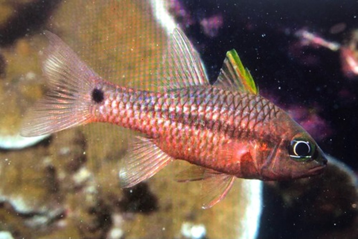 <p>Apogon kallopterus</p>