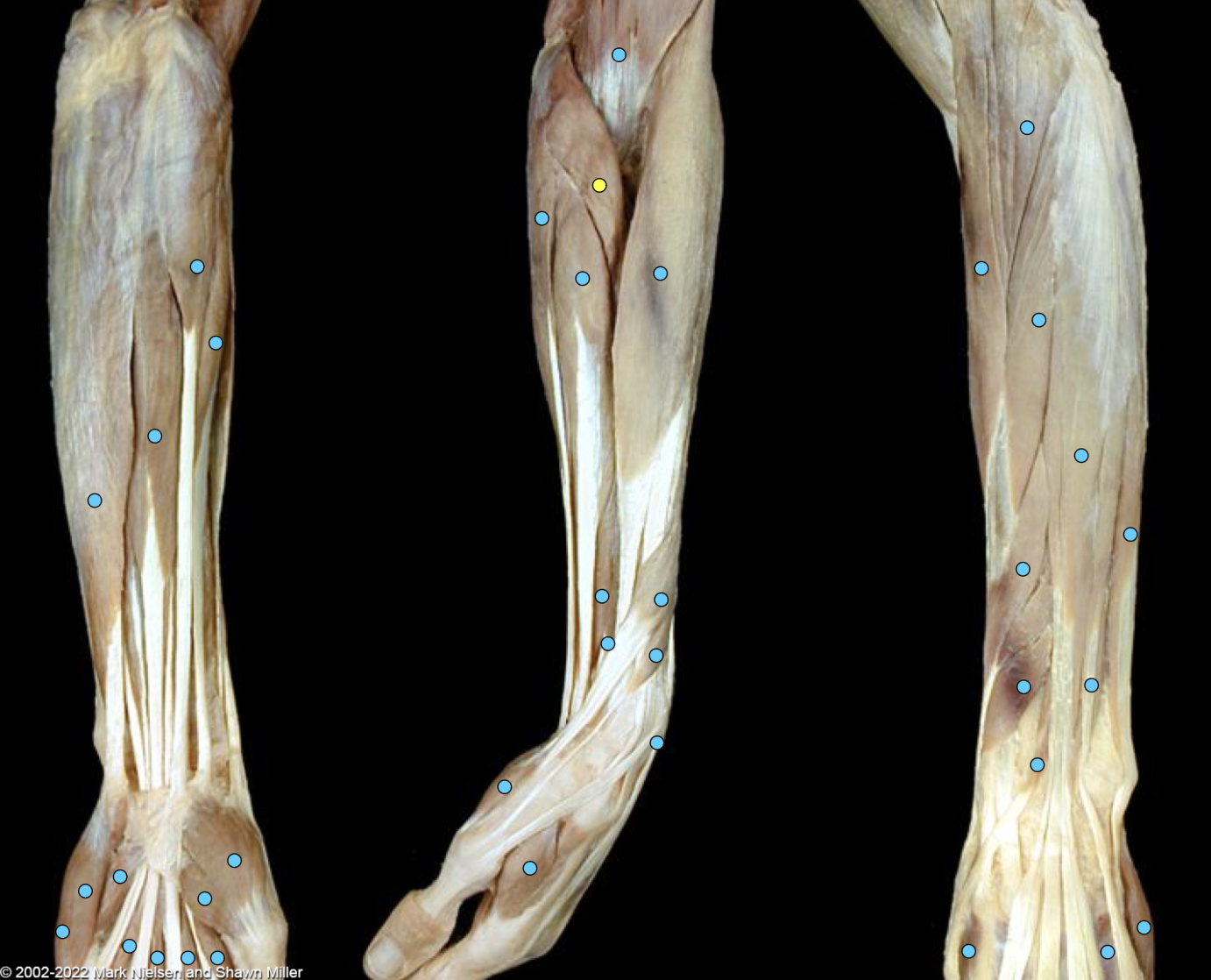 knowt flashcard image