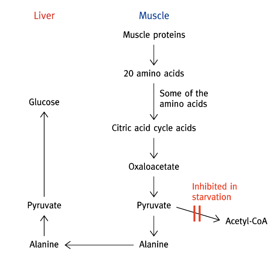 <p>AA → acide citrique → oxaloacétate → pyruvate → alanine (si pas de transformation en acétyl-CoA, par inhibition de la pyruvate déshydrogénase). Ensuite, transport au foie, désamination en pyruvate et néoglucogenèse. </p>