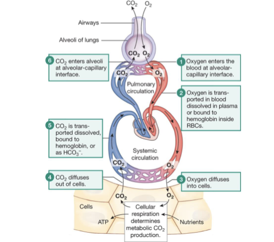 <ol><li><p>Ventilation leads to the bulk flow of atmospheric air into and out of alveoli</p></li><li><p>diffusion of gas molecules between air in the alveoli and the blood</p></li><li><p>transport of dissolved gases using bulk flow of blood in the CVS</p></li><li><p>diffusion of gas molecules between the blood and the ECF/cytosol of the cells</p></li></ol><p></p>