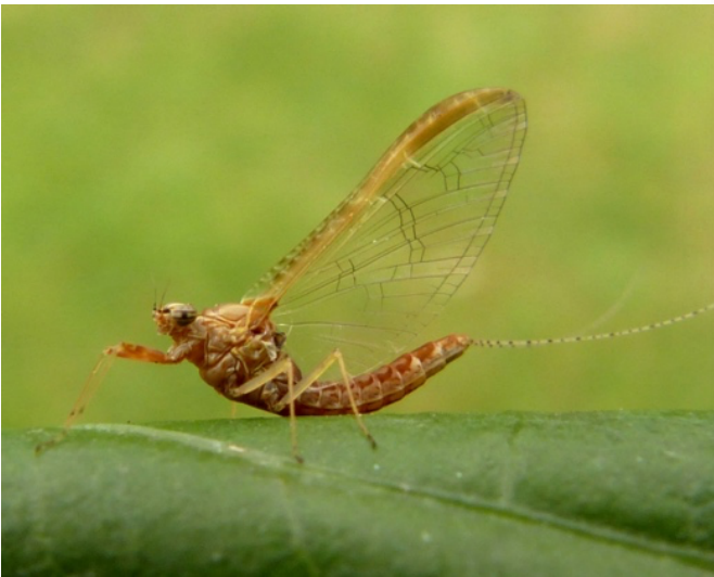 <p>small mayfly, forewings 5-12mm, hindwings absent, males distinct turban shaped eyes, long tails.</p>